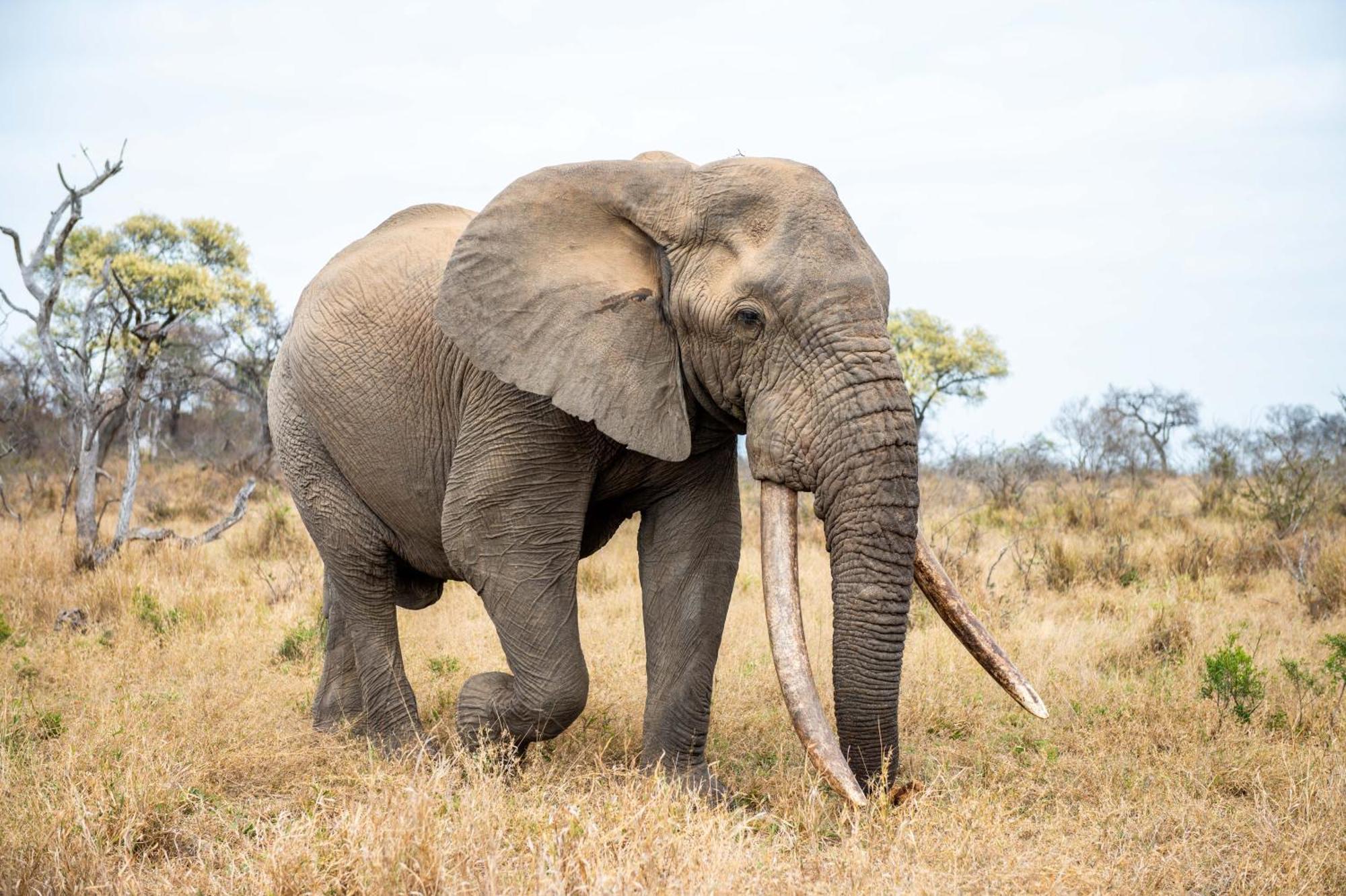 Tomo Safari Lodge Hoedspruit Zewnętrze zdjęcie