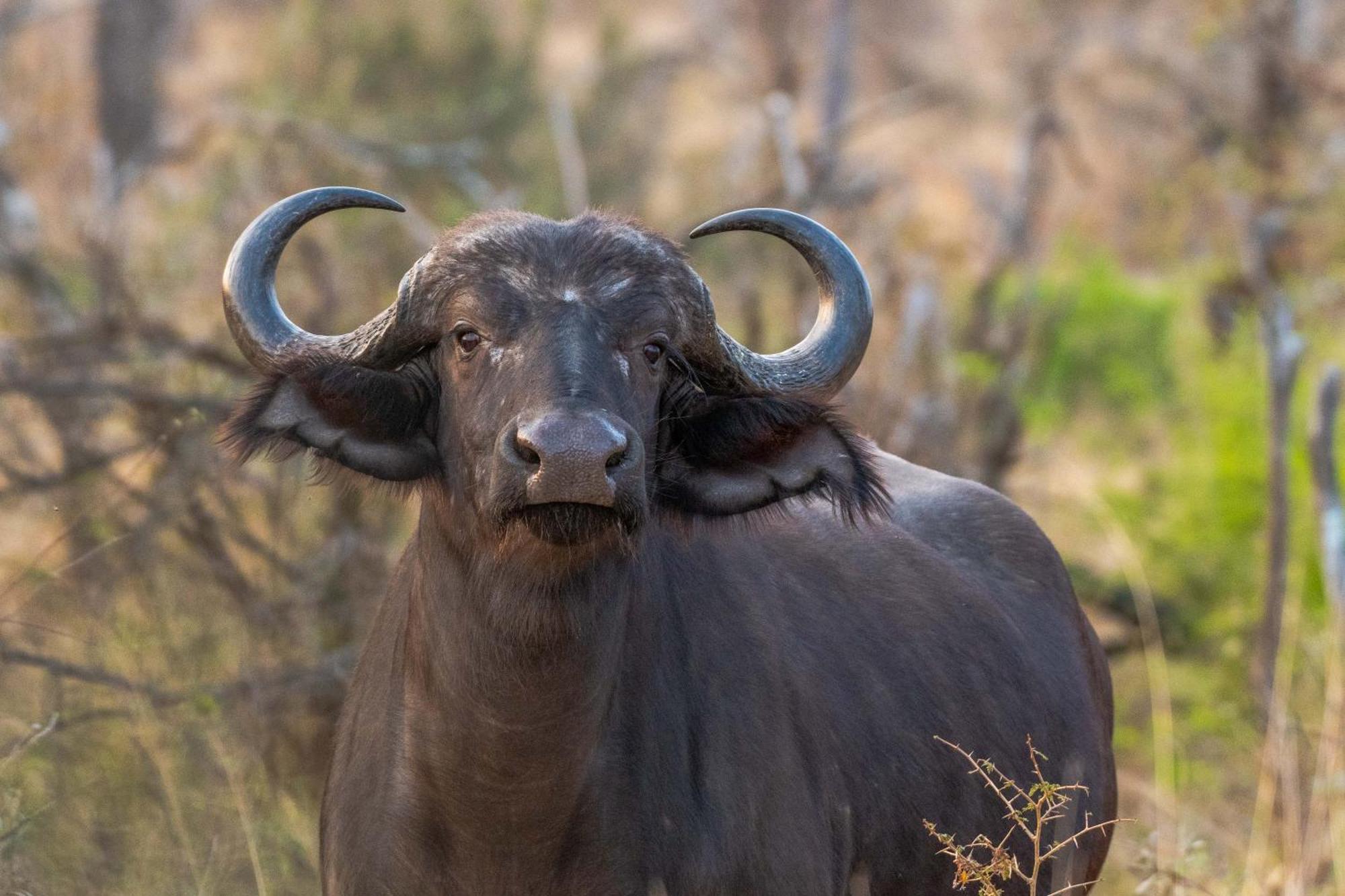 Tomo Safari Lodge Hoedspruit Zewnętrze zdjęcie