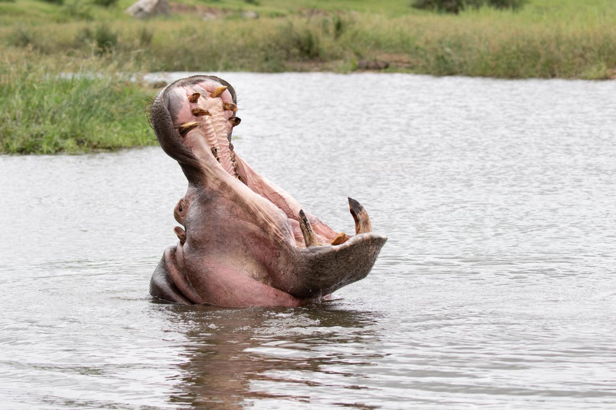 Tomo Safari Lodge Hoedspruit Zewnętrze zdjęcie