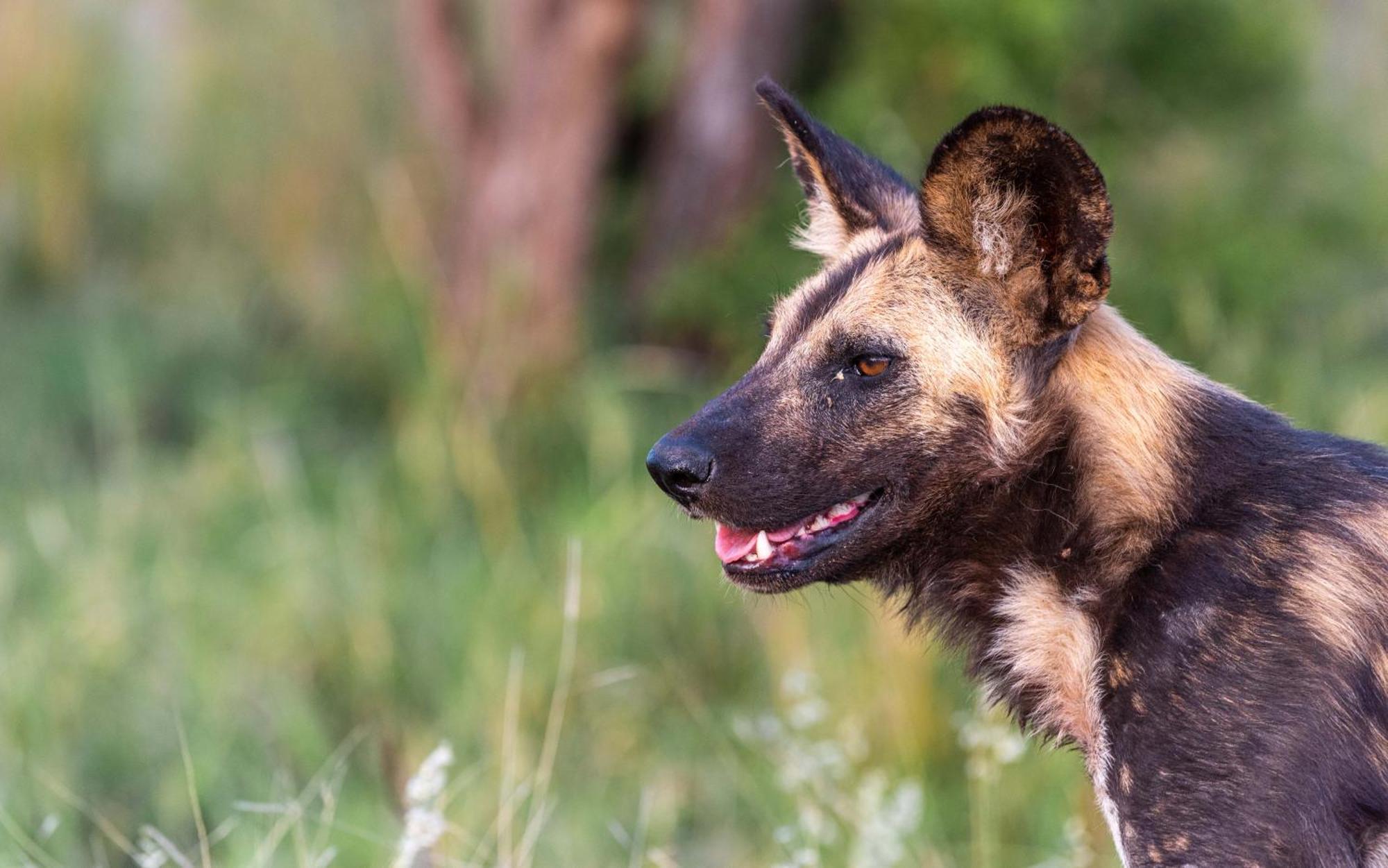 Tomo Safari Lodge Hoedspruit Zewnętrze zdjęcie