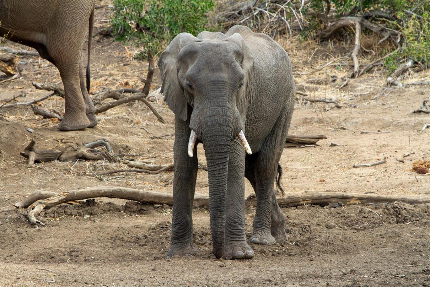 Tomo Safari Lodge Hoedspruit Zewnętrze zdjęcie