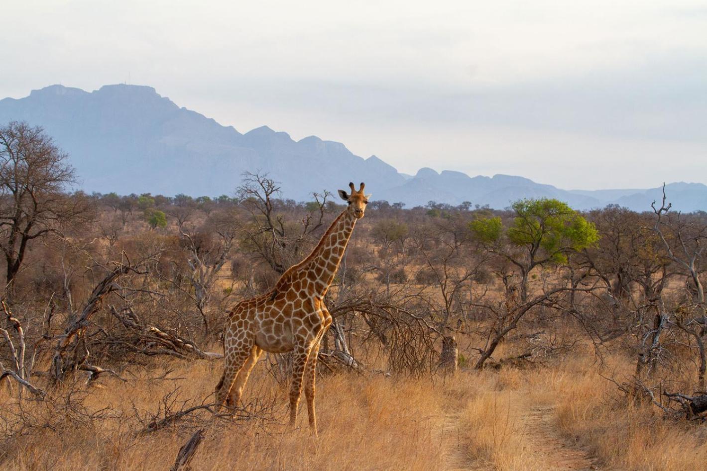 Tomo Safari Lodge Hoedspruit Zewnętrze zdjęcie