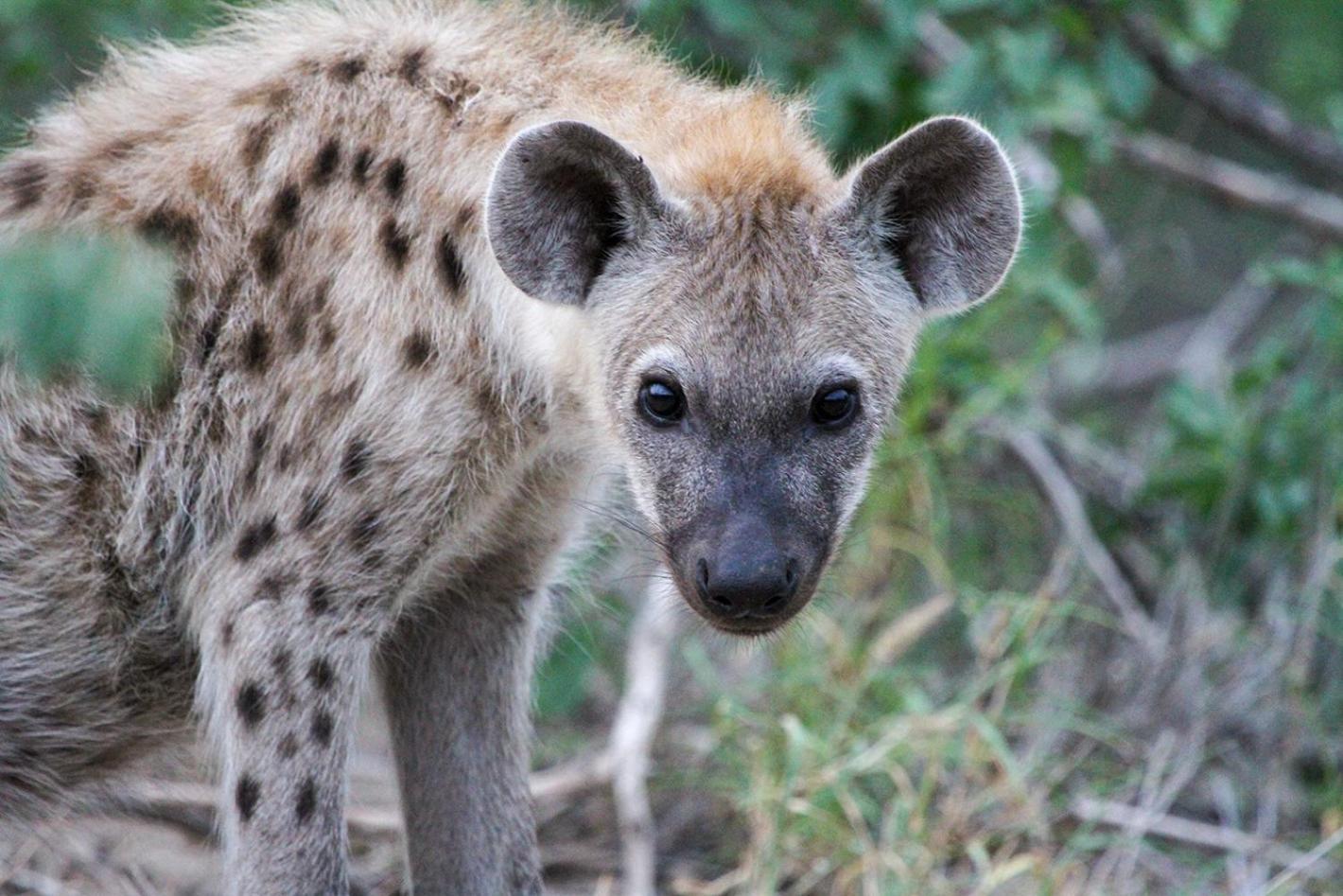 Tomo Safari Lodge Hoedspruit Zewnętrze zdjęcie