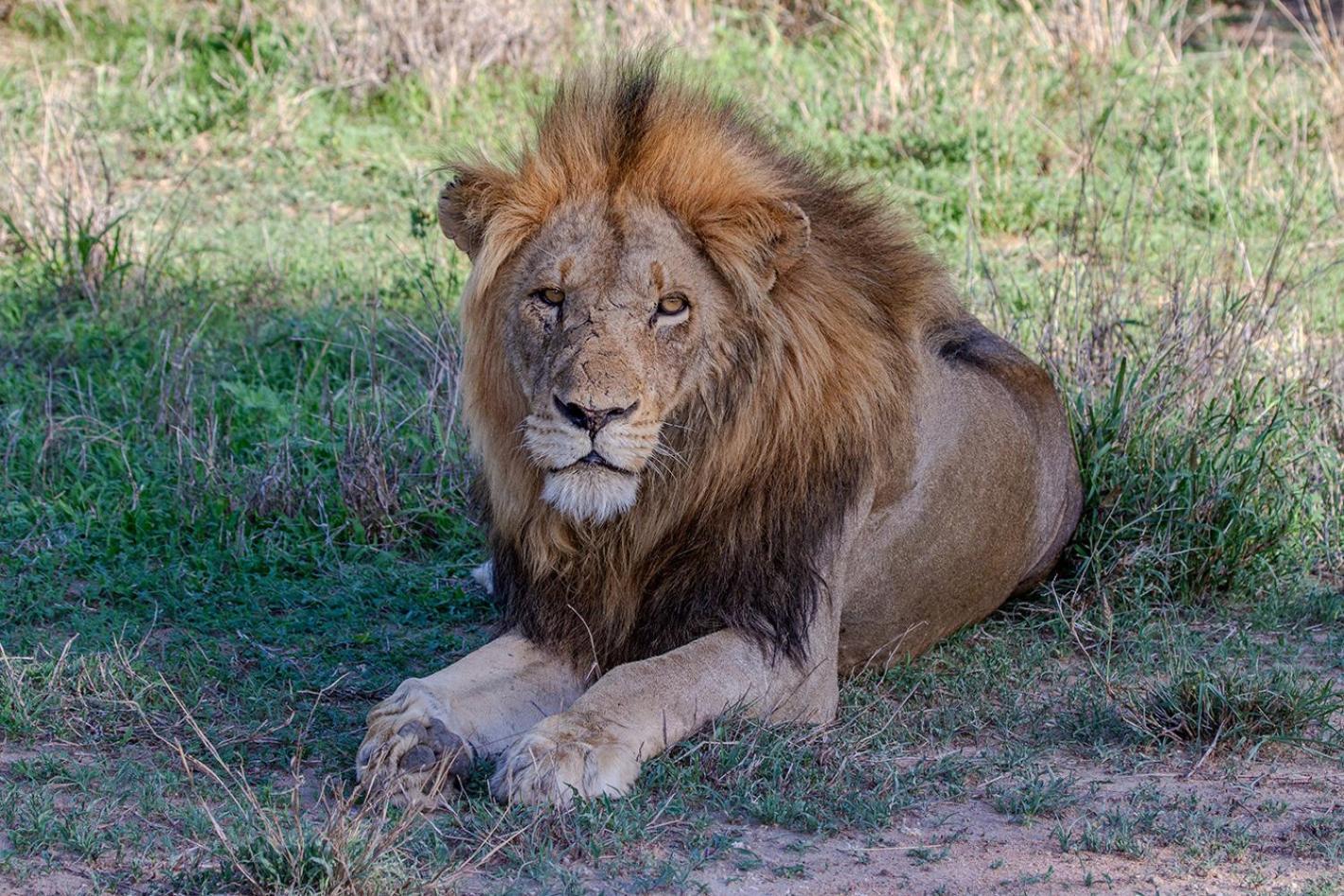 Tomo Safari Lodge Hoedspruit Zewnętrze zdjęcie