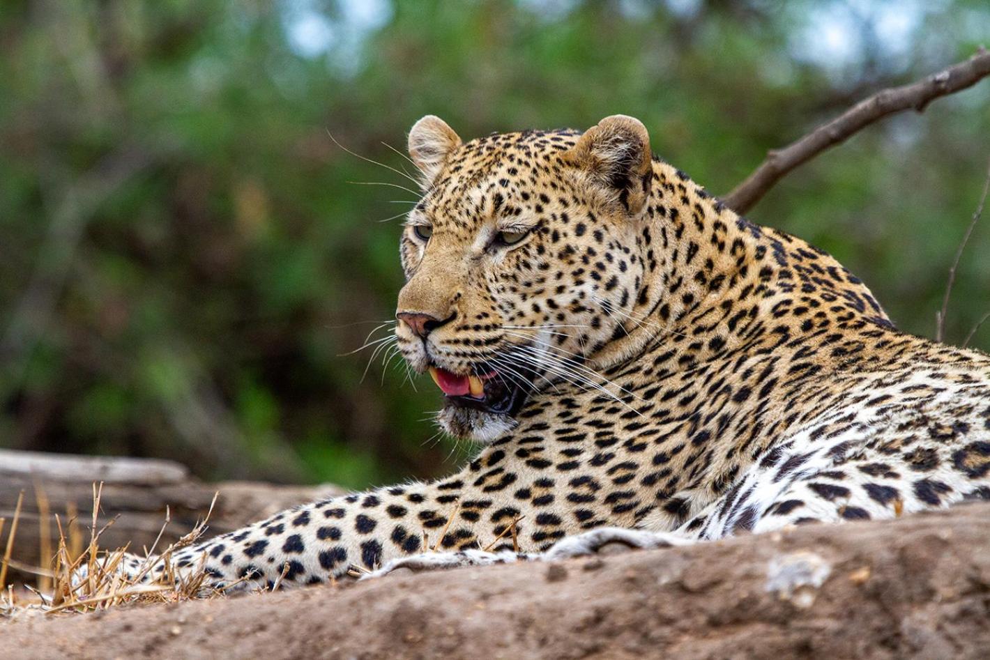 Tomo Safari Lodge Hoedspruit Zewnętrze zdjęcie