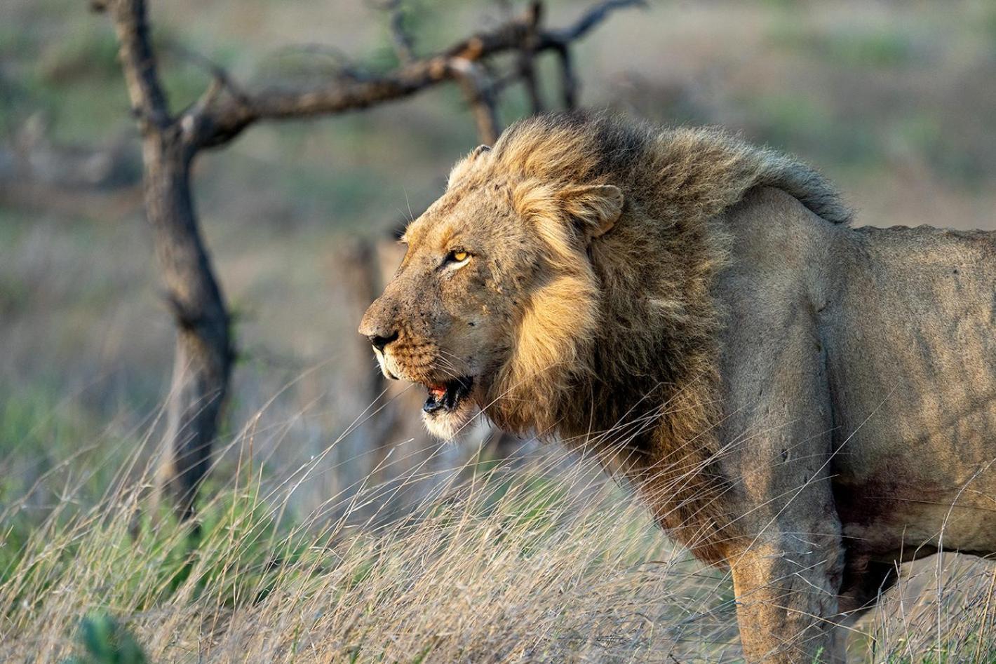 Tomo Safari Lodge Hoedspruit Zewnętrze zdjęcie