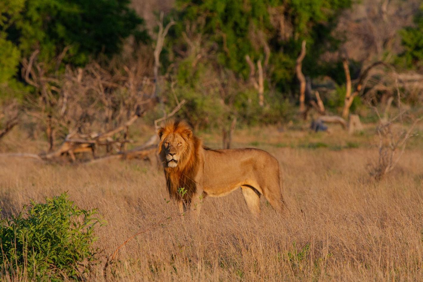 Tomo Safari Lodge Hoedspruit Zewnętrze zdjęcie