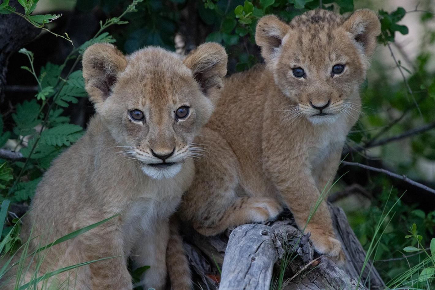 Tomo Safari Lodge Hoedspruit Zewnętrze zdjęcie