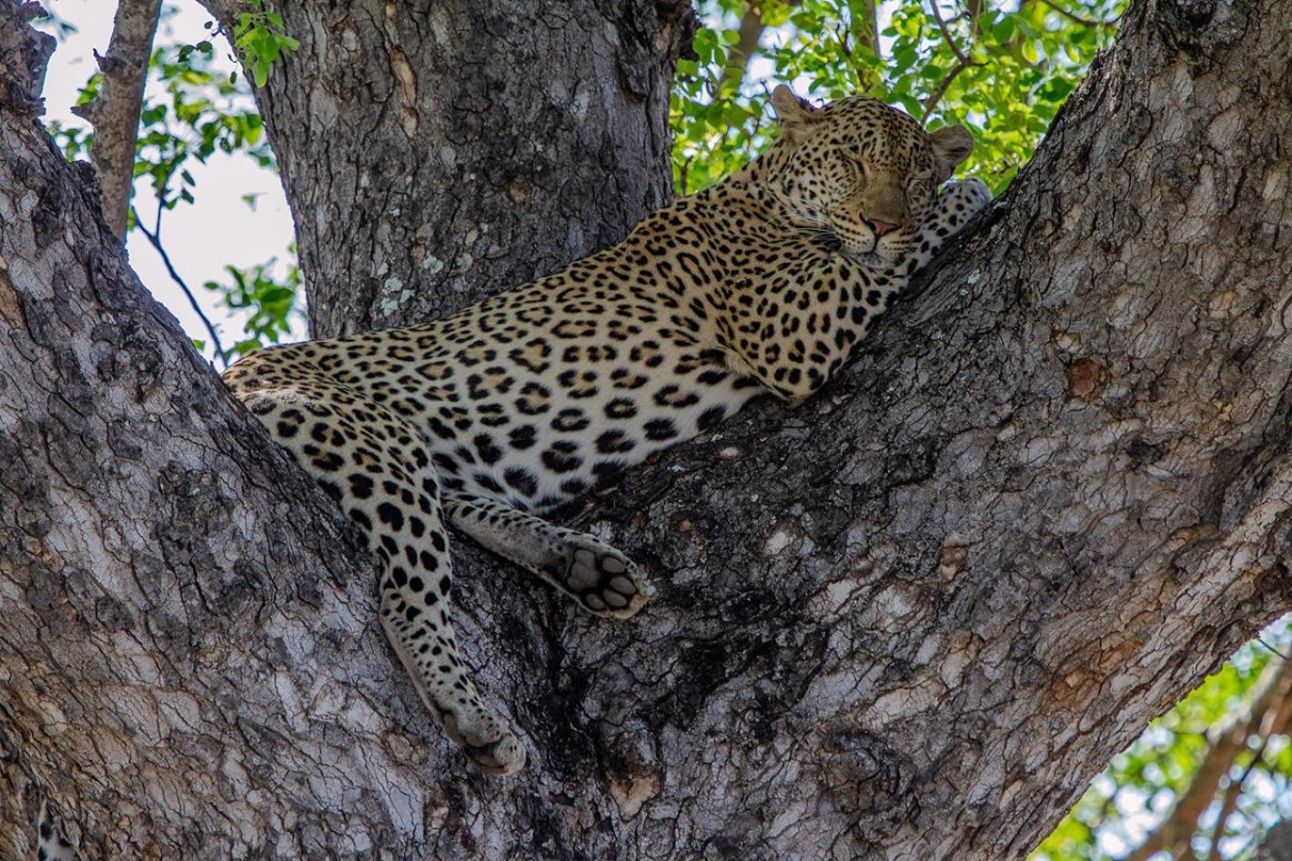 Tomo Safari Lodge Hoedspruit Zewnętrze zdjęcie