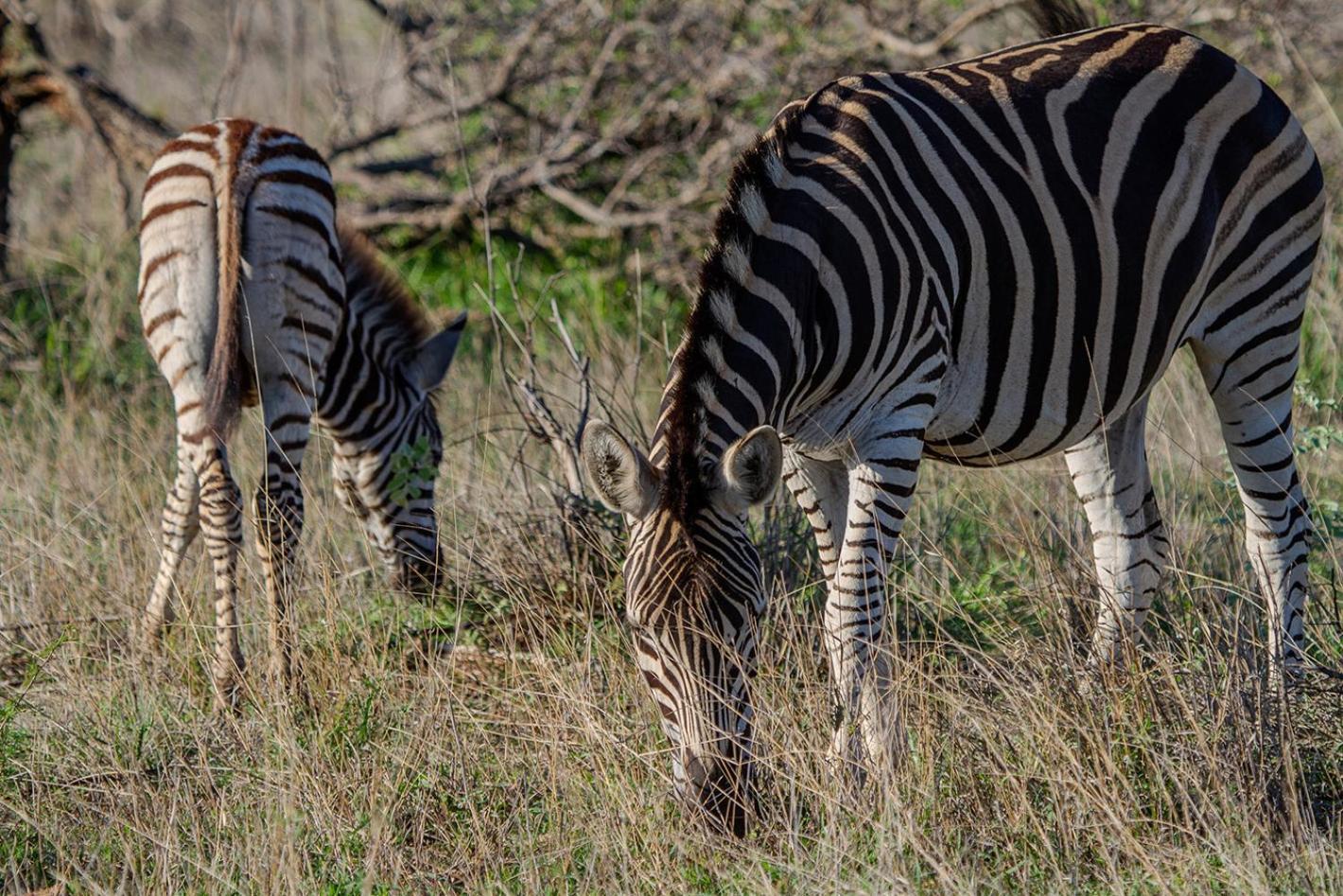 Tomo Safari Lodge Hoedspruit Zewnętrze zdjęcie